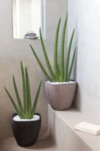 30 Ideas para decorar tu baño con plantas