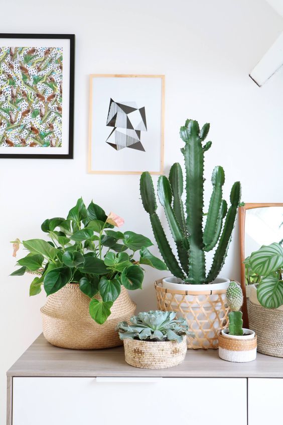 Decoraciones con plantas que debes intentar ya en tu hogar