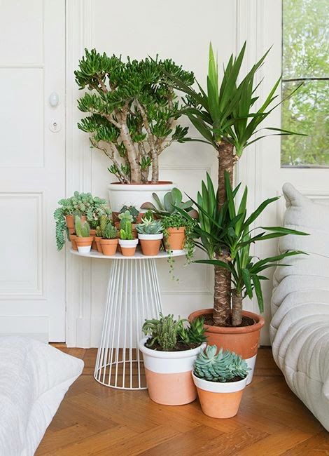 Decoraciones con plantas que debes intentar ya en tu hogar