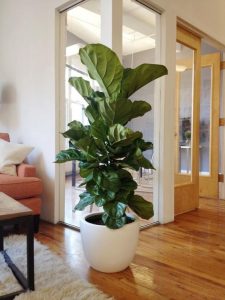Plantas que puedes tener dentro de tu casa