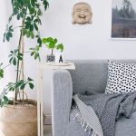 Plantas que puedes tener dentro de tu casa
