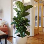 30 ideas para decorar tu hogar con plantas