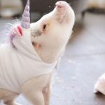 ¿De donde salio la moda del unicornio?