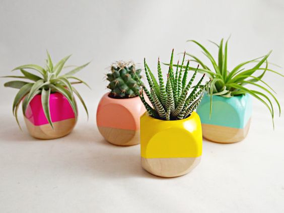 Ideas para decorar tu hogar con cactus miniatura (1)