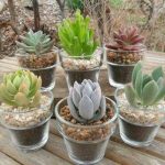 Ideas para decorar tu hogar con cactus miniatura (14)