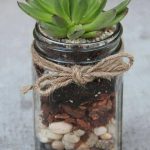 Ideas para decorar tu hogar con cactus miniatura (9)