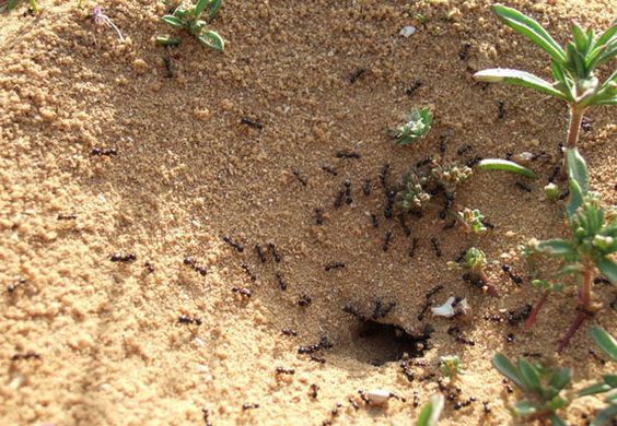 Como eliminar las hormigas de tu casa