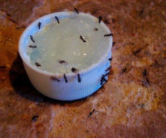 Como eliminar las hormigas de tu casa
