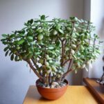 Árbol de jade para interiores