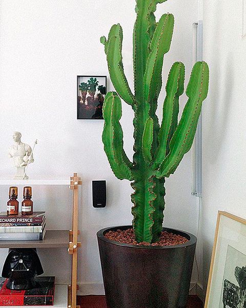 Cactus para interiores