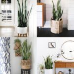 Decoración con plantas para salas de estar