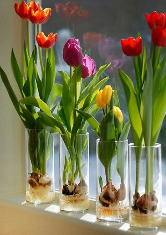Como cultivar tulipanes en agua