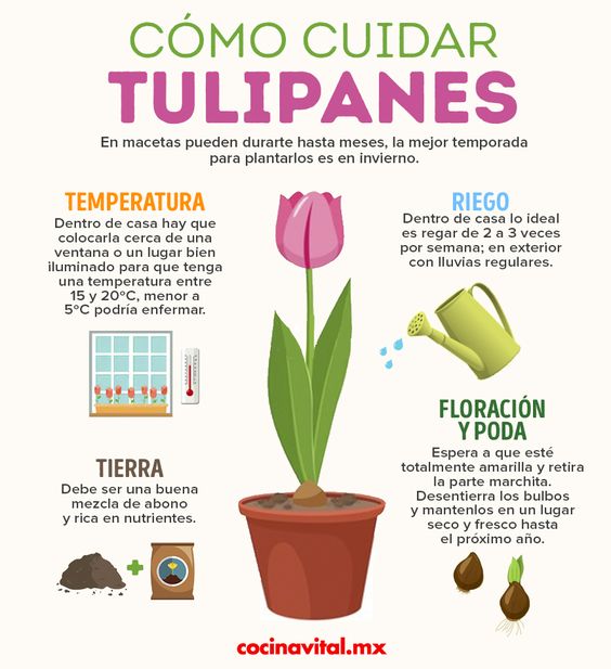 Como cultivar tulipanes en agua
