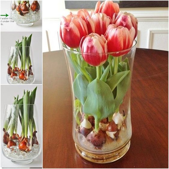 Como poner los tulipanes en un jarrón