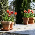 ¿Cuánto sol necesitan los tulipanes?
