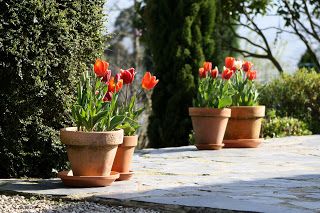 ¿Cuánto sol necesitan los tulipanes?