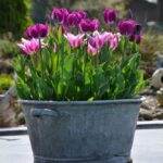 Cuidados para tulipanes