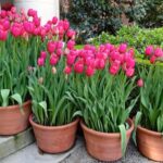 Tulipanes en maceta